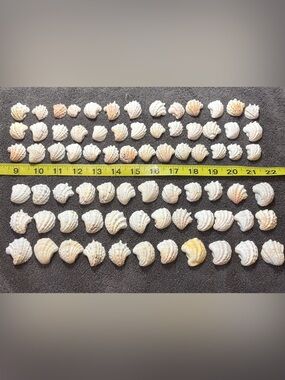 75 - Sanibel Island Jewelry Box Seashell Collection.  Great for crafters.